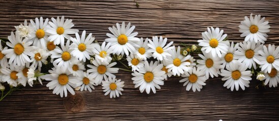 Obraz premium Chamomile flowers in white hues displayed on a rustic wooden backdrop with copy space image available