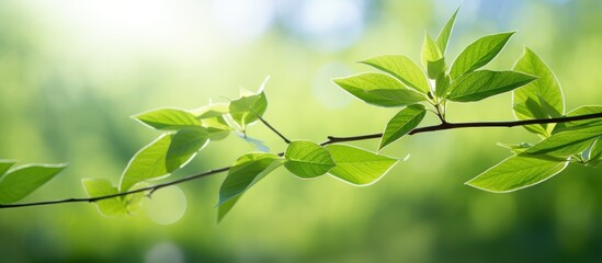 Obraz premium Green leaves on a plant in natural surroundings offer an appealing view that can be captured in a photograph with ample copy space