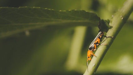 Mały chrząszcz (omomiłek szarowłosy) biegnący po gałązce drzewa © Zuzanna