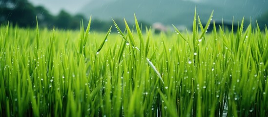 Obraz premium Green rice fields filled with life giving water showing growing rice after first rains of the rainy season Also showing what happens when the water is too deep and young rice drowns. Copy space image
