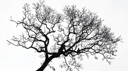 A tree stands alone in a field, its branches reaching out towards the sky
