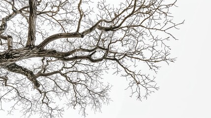 A tree with no leaves.