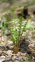 Colorful ferns leaves green foliage natural floral fern background in sunlight. green fern leaves in the forest for background. Natural green fern leaves texture in the forest close up
