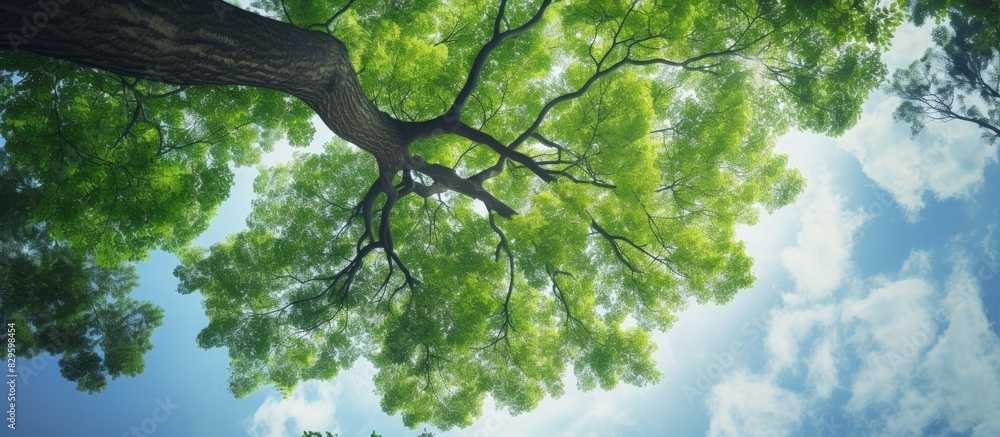 Sticker a tall green tree as viewed from the ground reaching up towards the sky in a copy space image