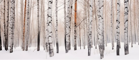 Close up of a birch forest with a wall of trunks creating a textural background for layout ideal as a natural winter landscape with snow and frost perfect for a copy space image