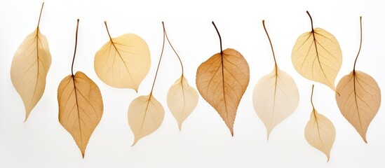 Obraz premium Dry leaves on a white background suitable for copy space image