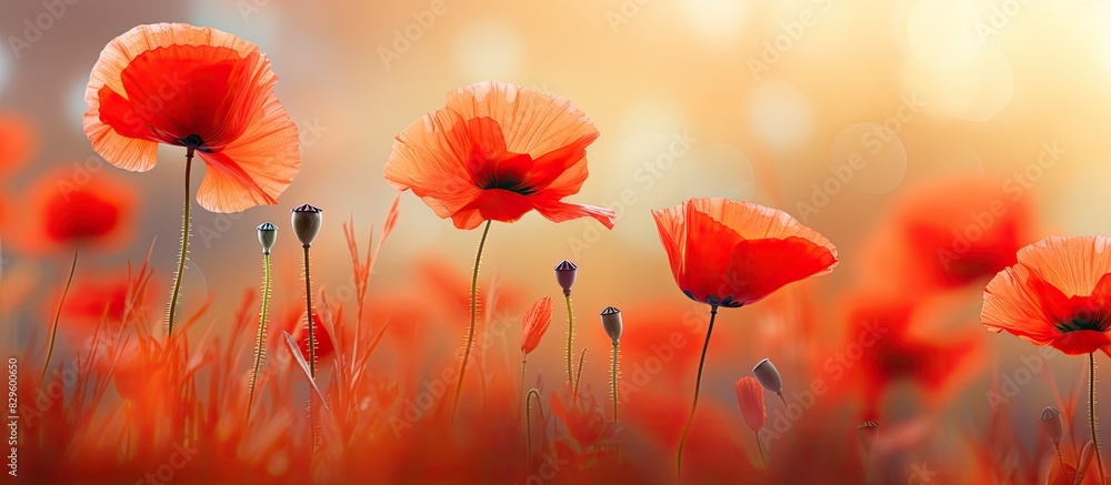 Poster bright evening light illuminates a field of vibrant red poppies creating a picturesque scene with co
