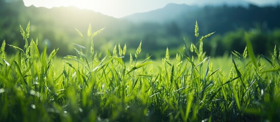 In rural settings rice farmers grow seedlings in lush green rice fields signifying their main occupation with a copy space image