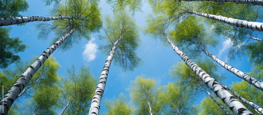 Aufkleber a view upwards towards a birch grove during summer with a blue sky in the background perfect for a c