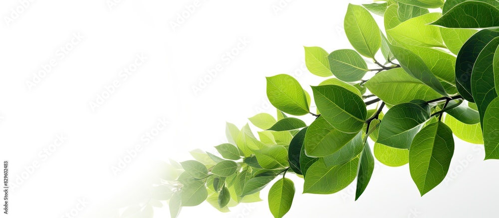 Poster forest green leaves with sunlight shining on them isolated on a white background with copy space ima