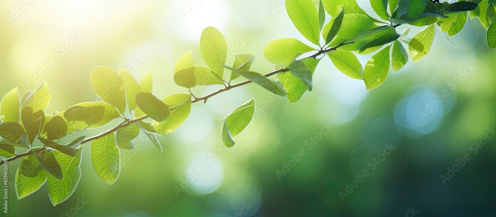 Poster copy space image featuring a bokeh background with blurred foliage and sunny summer light