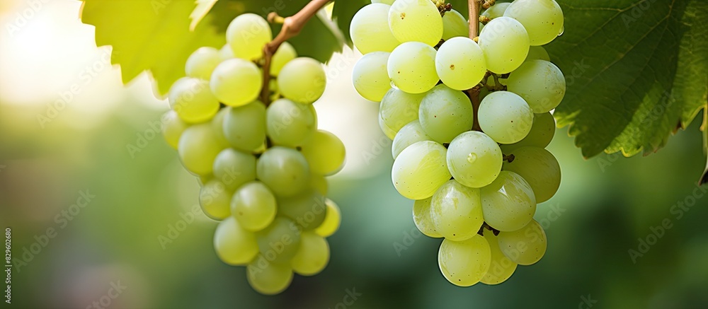 Poster close up image of green and white grapes on a vine in a grape garden with a shallow depth of field a