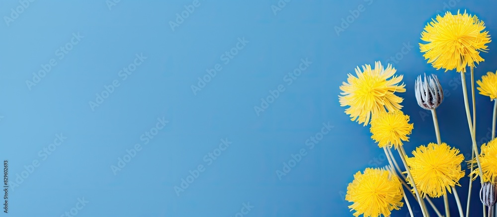 Poster spring flowers such as a yellow dandelion set against a blue backdrop provide a perfect copy space i