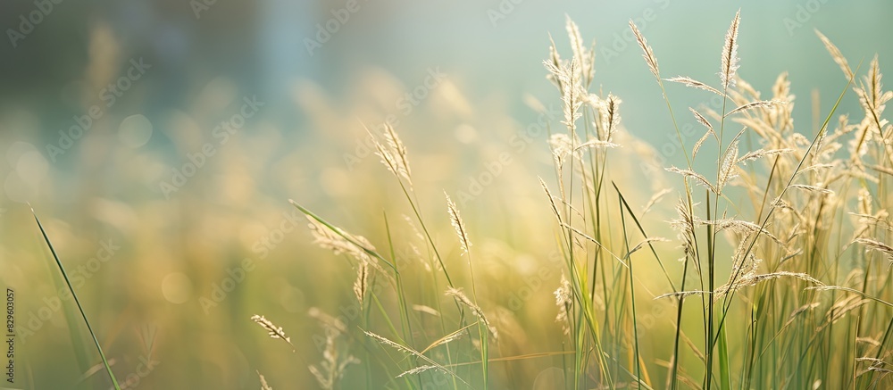 Aufkleber tall grass illuminated by the sun in a light fog creating a tranquil atmosphere with copy space imag