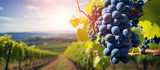 Fototapeta premium A lush vineyard scene with plump blue grapes ripe for picking set against a backdrop with copy space image