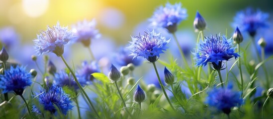 Fototapeta premium Blue cornflowers known as Centaurea cyanus L are displayed outdoors among green leaves in a beautiful setting with a peaceful copy space image
