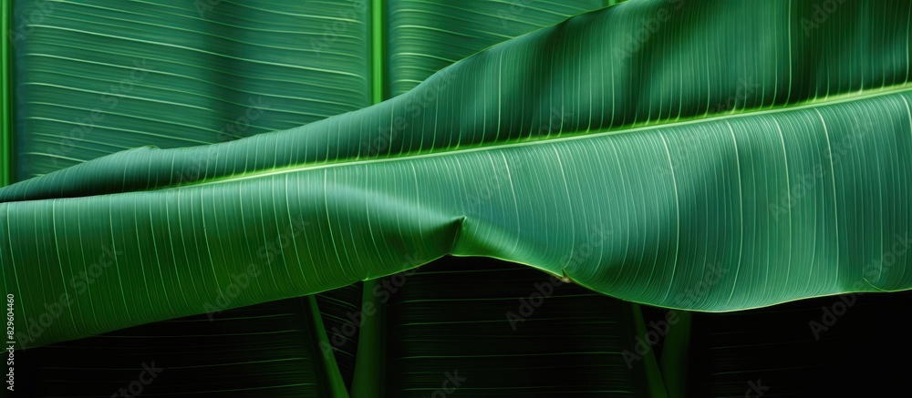 Poster background featuring the texture of a banana leaf with ample copy space image