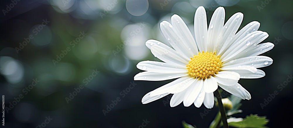 Poster daisy with copy space image for your text and design needs