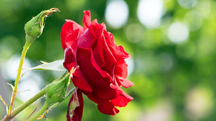 Red rose flower background. Red roses on a bush in the garden. Red rose flower on a dark green blurred background of leaves. Red rose, black magic. close-up