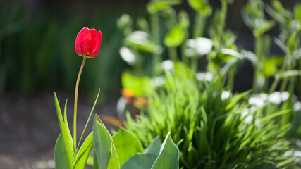 tulip. The bud of a red tulip. the concept of growing flowers. ready to open. festive spring...