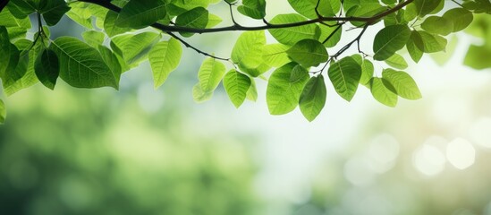 Lush green leaves hanging from tree branches scenic landscape with copy space image - Powered by Adobe