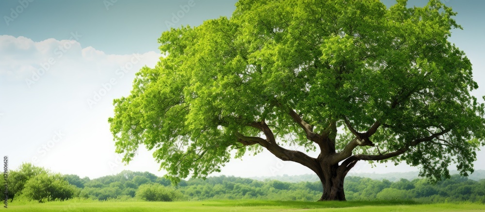 Aufkleber a large tree with lush green leaves in spring set against a natural backdrop with room for text or o