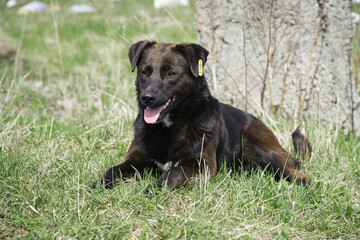 big black dog. dog on the grass. adult purebred dog in spring or summer, lying on the grass, on the lawn or green park on the grass in sunshine. looks at me. home or homeless animal