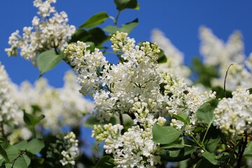 white lilacs bloom in large flower clusters against a blue sky background