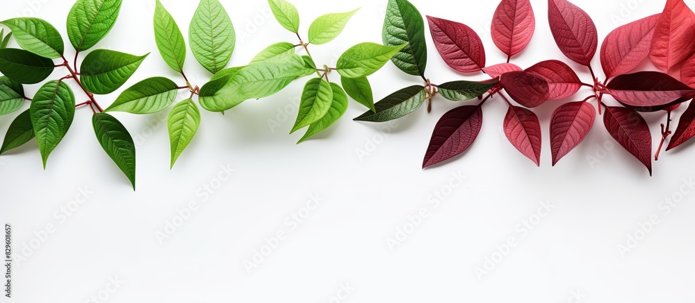 Poster isolated red and green leaves on a white background with copy space image
