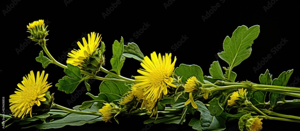 Poster Sonchus oleraceus also known as annual sowthistle features various common names such as hare s colwort milk thistle and soft thistle It is identifiable by its smooth leaves and copy space image