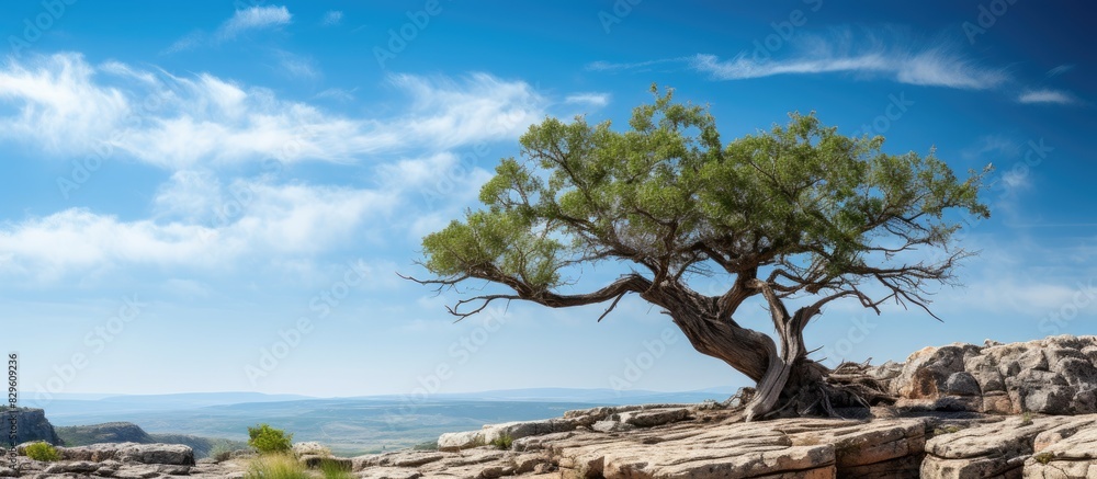 Poster ancient tree growing on a rugged rock surface with a clear blue sky background and empty copy space 