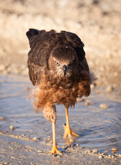 Juvenile Goshawk in the Kalahari 