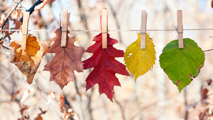 Multicolored autumn leaves on clothespins, isolated on a light natural background. changes in...