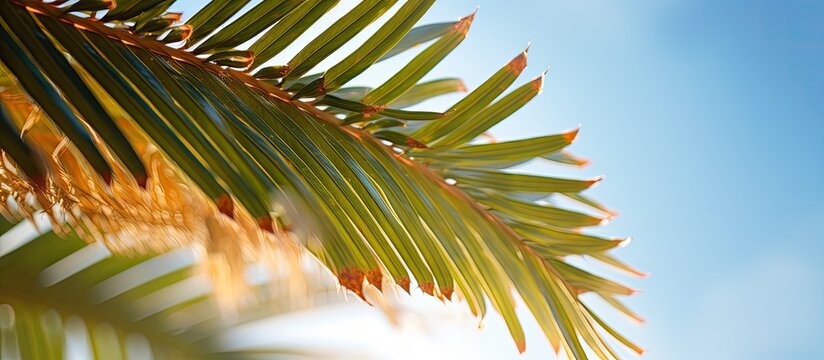 A close up of date details on a palm tree with copy space image