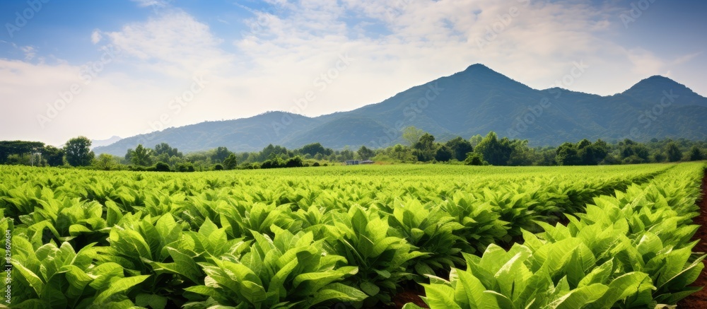 Aufkleber scenic tobacco field set in a pristine environment with no pollution ideal for a copy space image