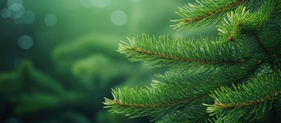 Nature background with fir tree branches for a Christmas A festive copy space image - Powered by Adobe