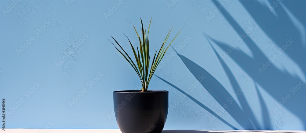 Aufkleber Silhouette of a pandanus tree s shadow on a blue pot with a suitable copy space image