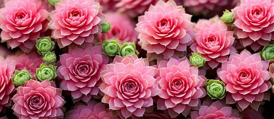 Fototapeta premium Blooming sempervivum Pink Sempervivum flowers. Copy space image. Place for adding text and design