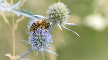 bee collecting nectar from a thorny wildflower close-up. honey bee on the meadow plant Eryngium. macro photo of an insect in nature. natural background, place for text, bokeh