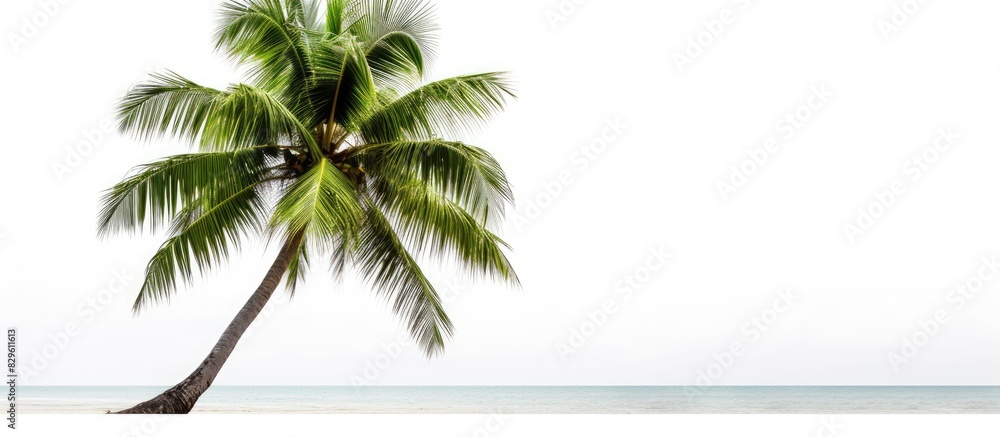 Poster isolated coconut palm tree on a white background with copy space image available