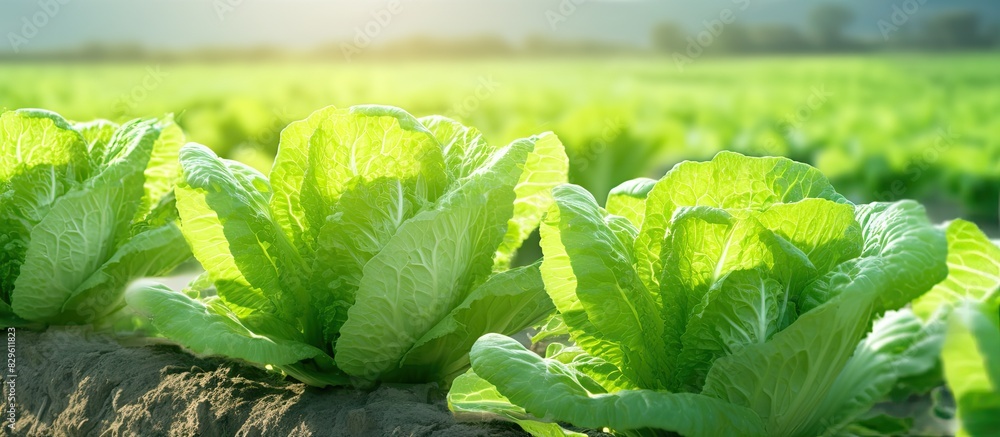 Poster closeup of chinese cabbage on an organic farm with a field background providing a clear view for a c