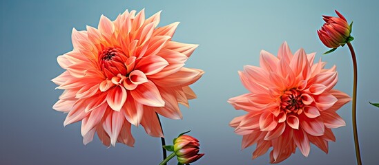 A honey bee resting on a vibrant dahlia blossom with copy space image