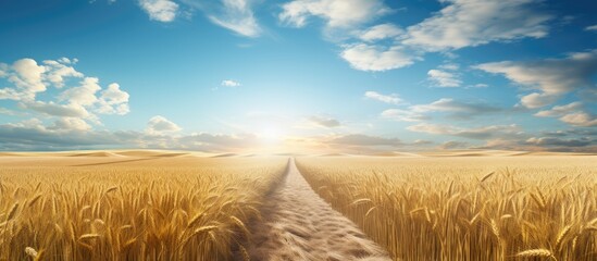A pathway amidst tall wheat crops in an expansive agricultural field with a clear warm sky above and space for adding images of crops or the horizon. Copy space image - Powered by Adobe