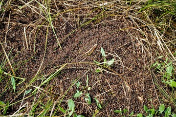 Ants are building an anthill. Spring resurgence of red ants (Formica rufa).