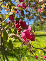 Tender pink apple tree blossom, blooming apple tree