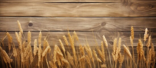 Wooden background with lagurus grass creating a rustic look perfect as a copy space image