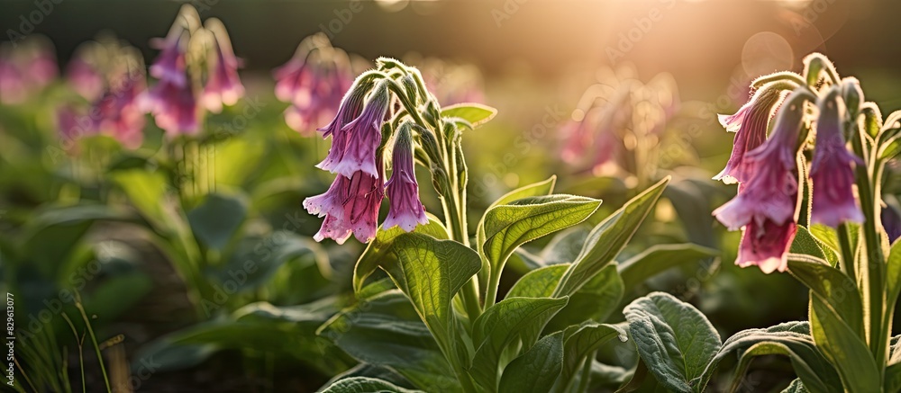 Poster comfrey flowers in the garden photographed with selective focus and shallow depth of field creating 