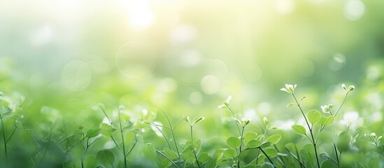 Fresh ecology landscape with blurred greenery as a background perfect for wallpaper with natural green plants includes copy space image