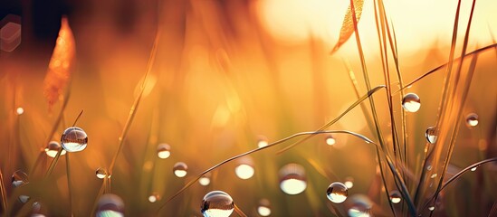 Scenic sunset sky in warm hues reflected in raindrop dappled grass creating a lovely natural background with copy space image
