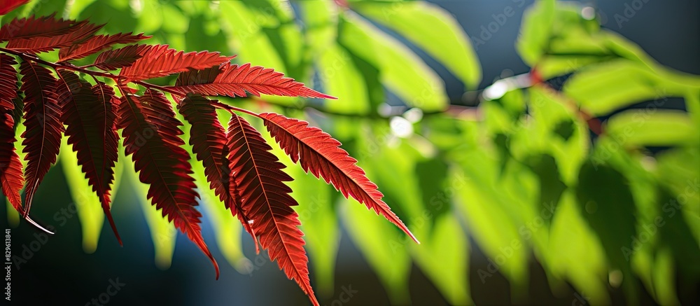 Poster close up image of a young staghorn sumac with vibrant green and red leaves taken with a backlit sett